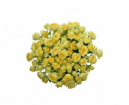 Роза куст (R) Tr Bandolero 50 Cm Роза куст (R) Tr Bandolero 50 Cm