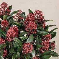 										Скимия (Skim) J Rubella Bs 40 Cm									