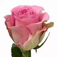 										Роза одног (Rosa) AQUA 60 Cm (Кения)									