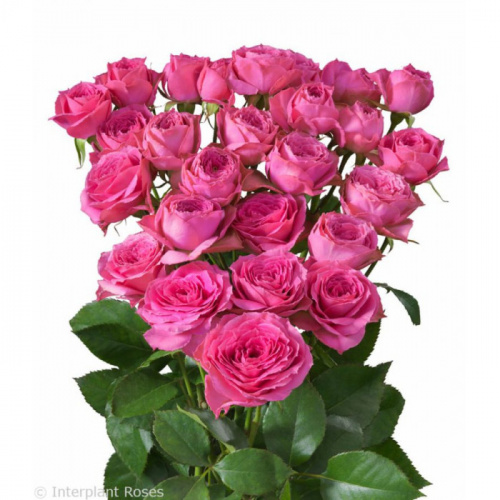 Роза куст (R) Tr Pink Bijoux 50 Cm Роза куст (R) Tr Pink Bijoux 50 Cm