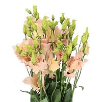 										Эустома (Eus) E Apricot 70 Cm (Краснодар)									