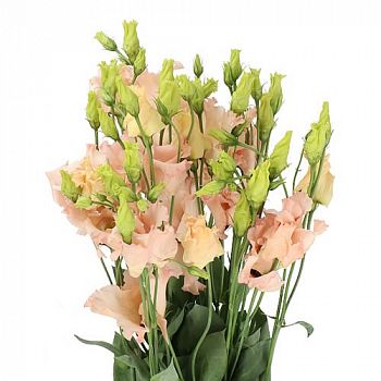 										Эустома (Eus) E Apricot 70 Cm (Краснодар)									