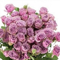 										Роза куст (R) Tr Purple Sky 70 Cm									