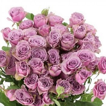 										Роза куст (R) Tr Purple Sky 70 Cm									