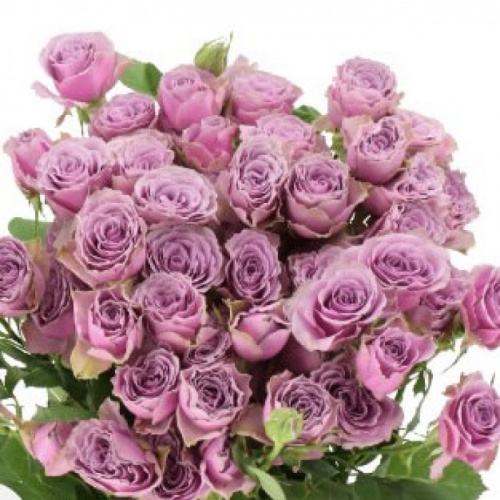 Роза куст (R) Tr Purple Sky 70 Cm Роза куст (R) Tr Purple Sky 70 Cm