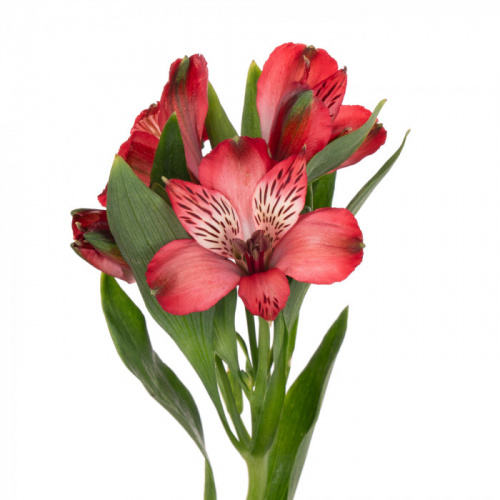 Альстромерия (ALSTRO) RED 70 Cm
