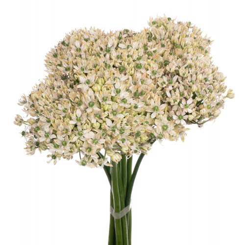 Аллиум (Allium) Nigrum 70 Cm Аллиум (Allium) Nigrum 70 Cm