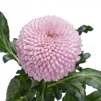 										Хриза одног (Chr) G Momoko 70 Cm Китай									