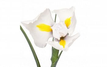 										Ирис (Iris) Casablanca 65 Cm									