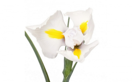 Ирис (Iris) Casablanca 65 Cm