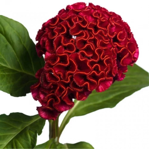 Целозия (Cel) C Act Dara 72 Cm Целозия (Cel) C Act Dara 72 Cm
