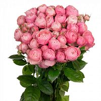 										Роза куст (R) Tr Silva Pink 50 Cm									