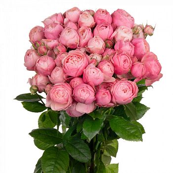 										Роза куст (R) Tr Silva Pink 50 Cm									