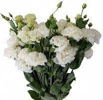 										Эустома (Eus) G Alissa White 70 Cm (Краснодар)									