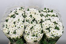 										Хриза сан (Chr) San Rossi White 55 Cm									