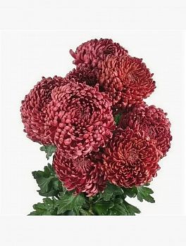 										Хриза одног (Chr) G Bigoudi Red 70 Cm									
