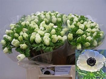 										Анемон (Anem) Co Mar Panda 40 Cm									