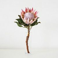 										Протея (Protea) Cynaroides 40 Cm									