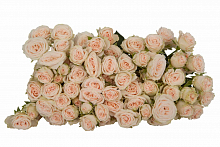 										Роза куст (R) Tr Sofie 50 Cm									