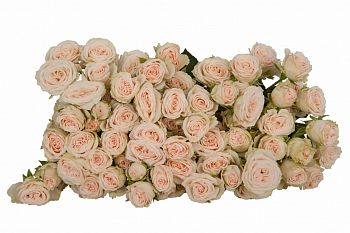 										Роза куст (R) Tr Sofie 50 Cm									