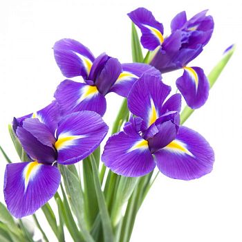 										Ирис (Iris) Blue Magic 50 Cm									
