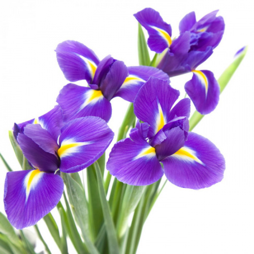 Ирис (Iris) Blue Magic 50 Cm Ирис (Iris) Blue Magic 50 Cm